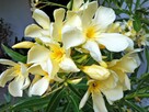 Sadzonki oleander o pełnych pachnących kwiatach - 2