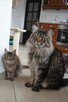 śliczne kocięta MAINE COON - 4