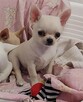 Chihuahua piękna sunia rodowód ZKWP - 5